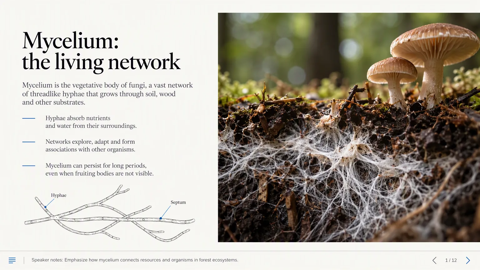 ブラウザから全画面で発表している画面です。タイトルが「Mycelium: the living network」のスライドが画面いっぱいに表示され、下部に発表者ノートの帯が「Speaker notes: Emphasize how mycelium connects resources and organisms in forest ecosystems.」と表示されています。1 / 12 のページ表示が、前後の矢印の間にあります。